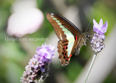 アオスジアゲハ