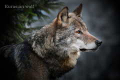 ヨーロッパオオカミ