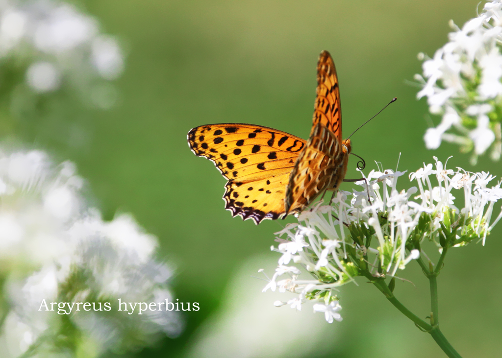 ツマグロヒョウモン