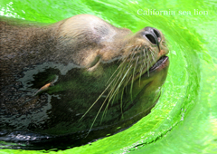 カルフォルニアアシカ