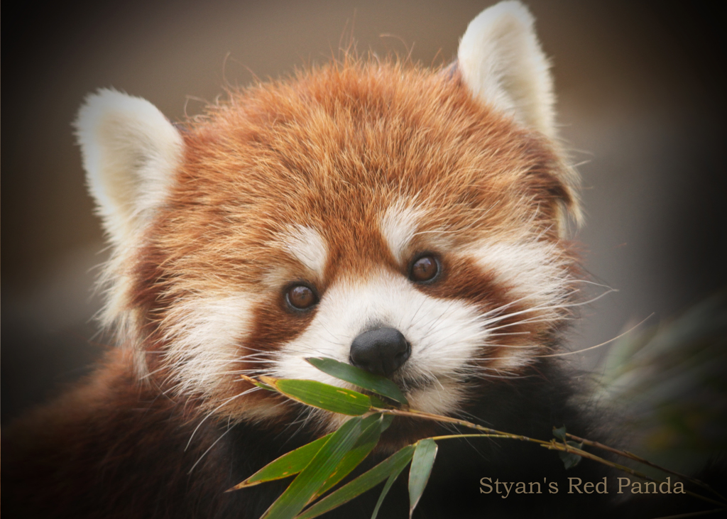 シセンレッサーパンダ