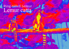 ワオキツネザル