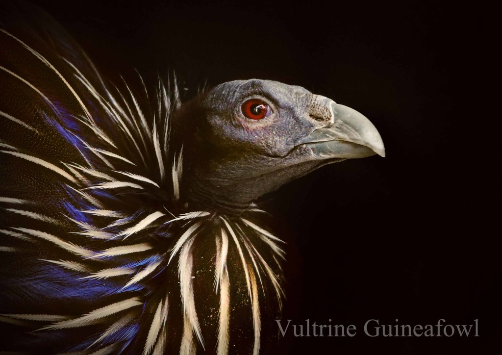 フサホロホロチョウ