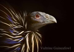 フサホロホロチョウ