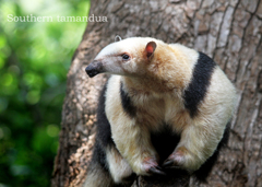 ミナミコアリクイ