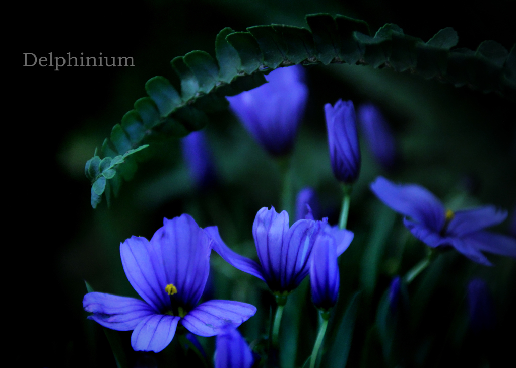 デルフォニウム