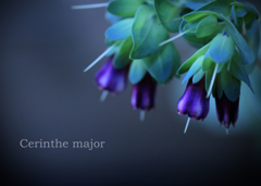 セリンセ・マヨール