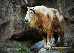 ゴールデンターキン