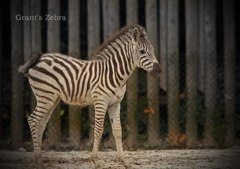 グランドシマウマ