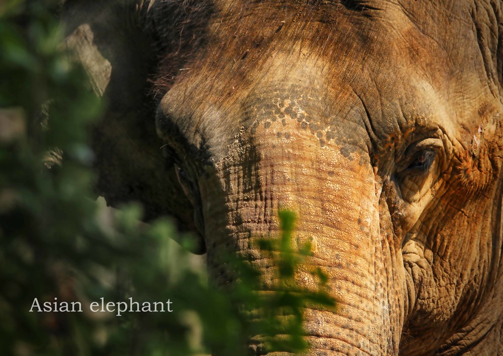 アジアゾウ