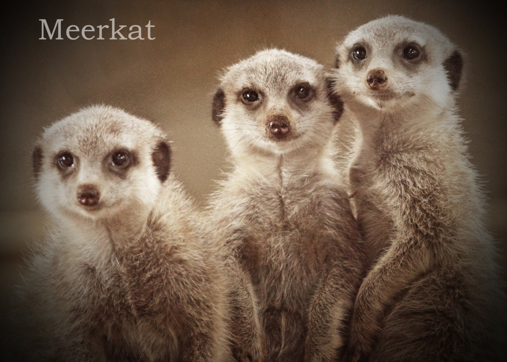 ミーアキャット