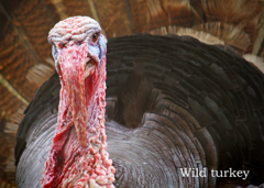 シチメンチョウ