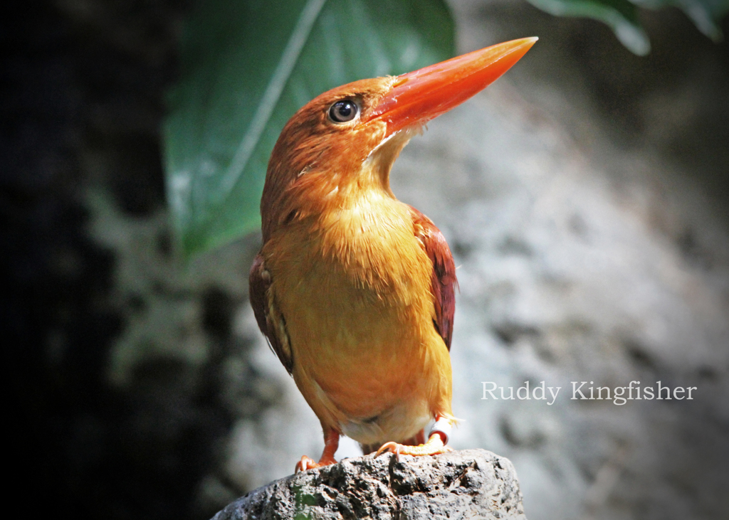 アカショウビン