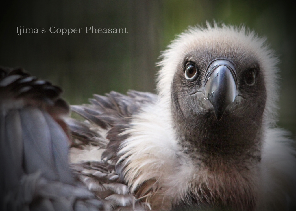 コシジロハゲワシ