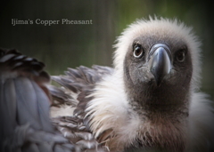 コシジロハゲワシ