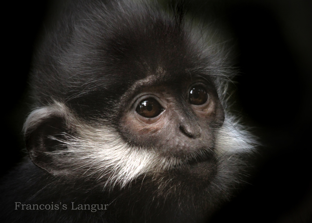 フランソワルトン