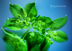 ブプレリウム：Bupleurum