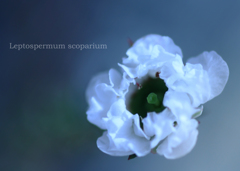 ギョリュウバイ