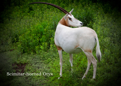  シロオリックス：Scimitar-horned Oryx