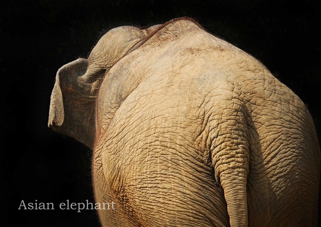 アジアゾウ
