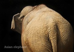 アジアゾウ