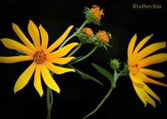 Rudbeckia