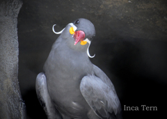 インカアジサシ