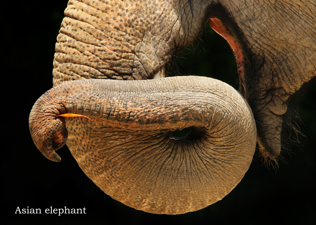 アジアゾウ