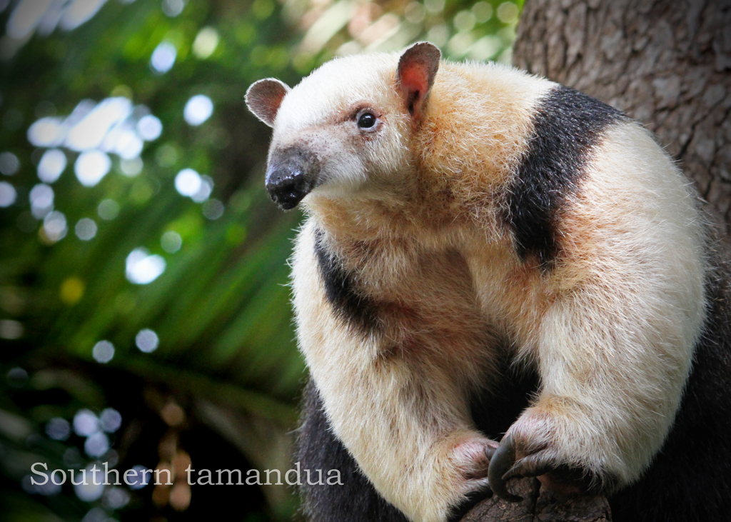 ミナミコアリクイ