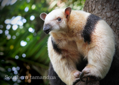 ミナミコアリクイ