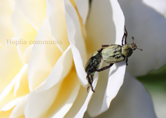 アシナガコガネ