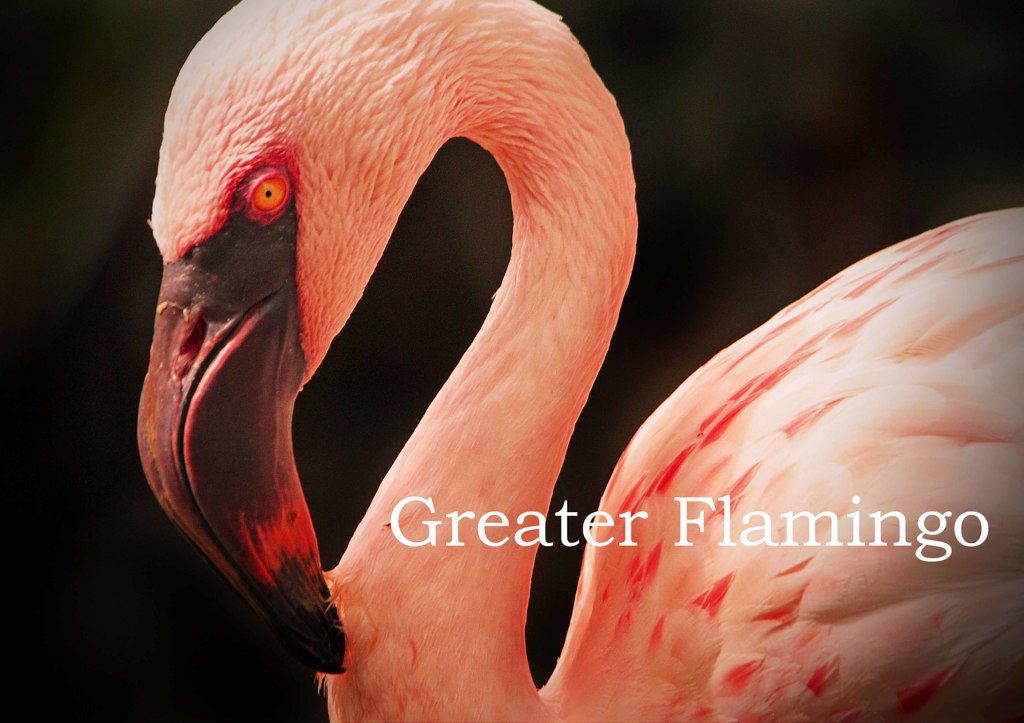 オオフラミンゴ