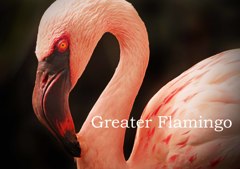 オオフラミンゴ