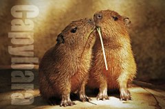 カピバラ