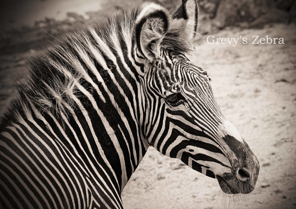 グレビーシマウマ