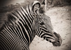 グレビーシマウマ