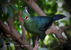 リビングストンエボシドリ