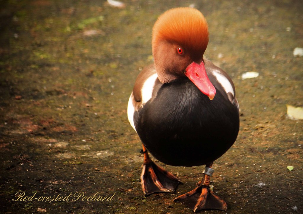 アカハシハジロ