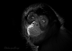 ジェフロイクモザル