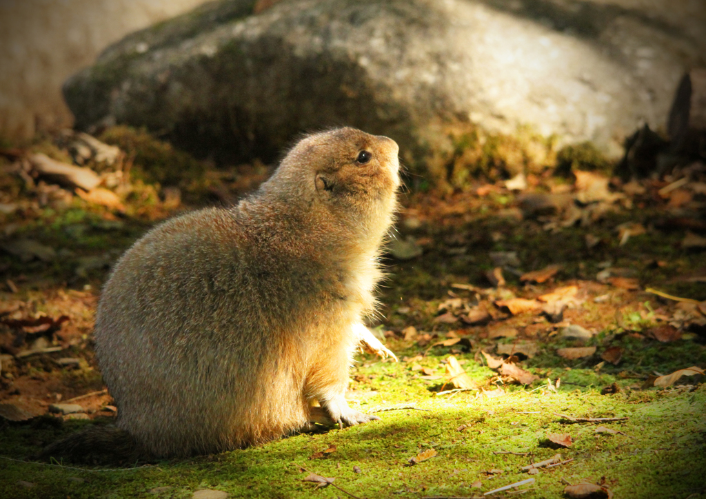 プレーリードッグ