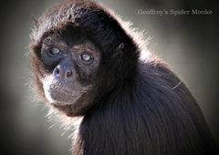 ジェフロイクモザル