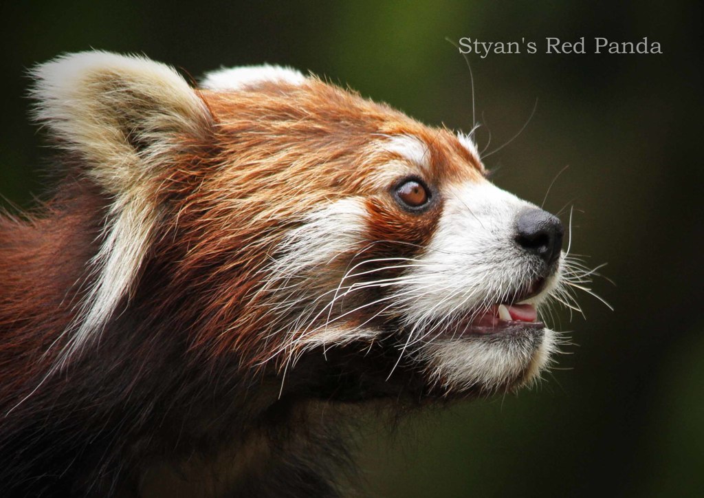 シセンレッサーパンダ