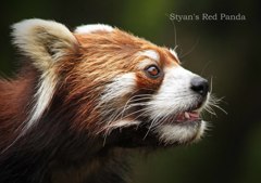 シセンレッサーパンダ