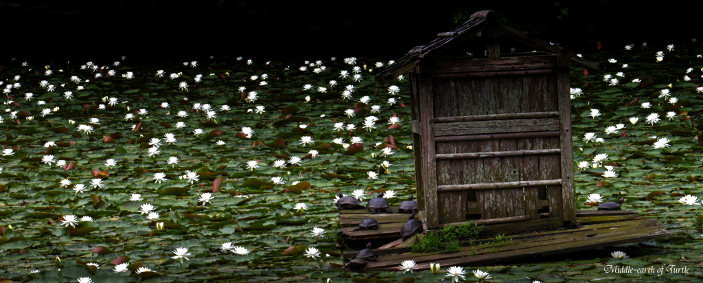 カメ御殿：Middle-earth of Turtle