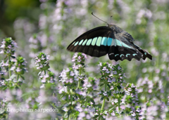 アオスジアゲハ