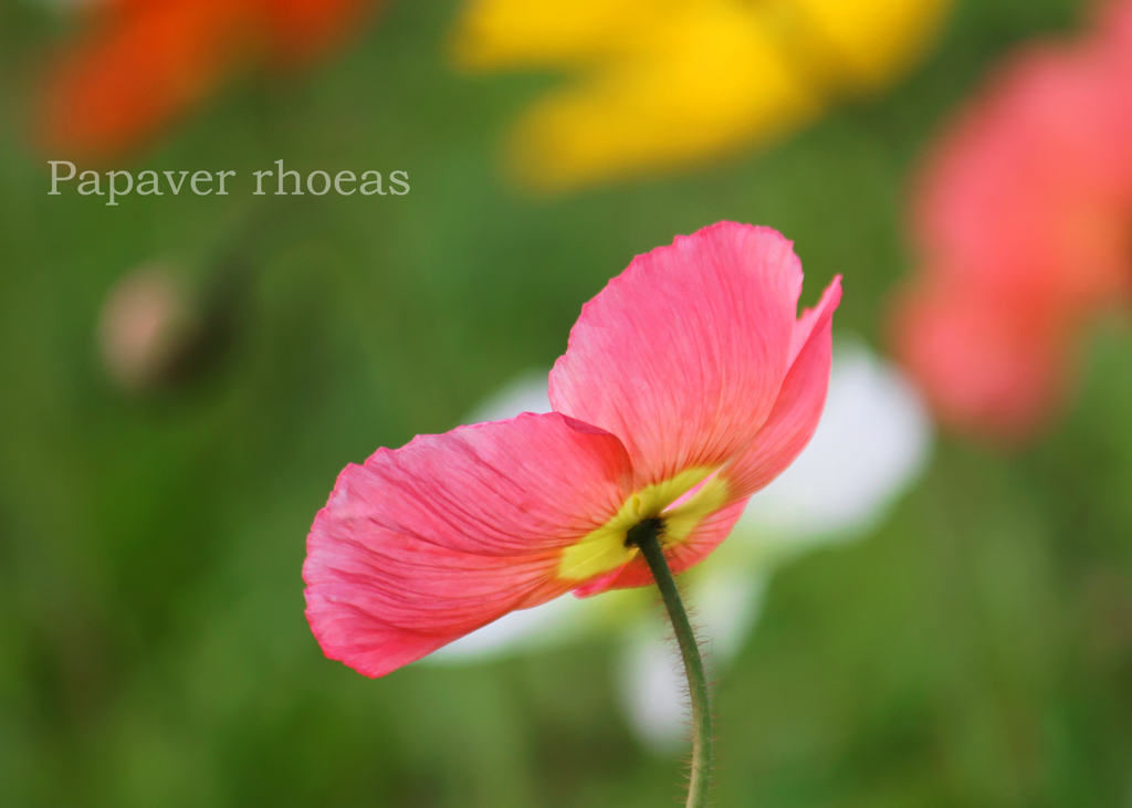 ポピー
