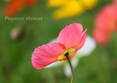 ポピー