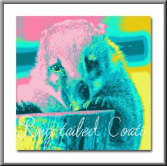 Ring-tailed Coati