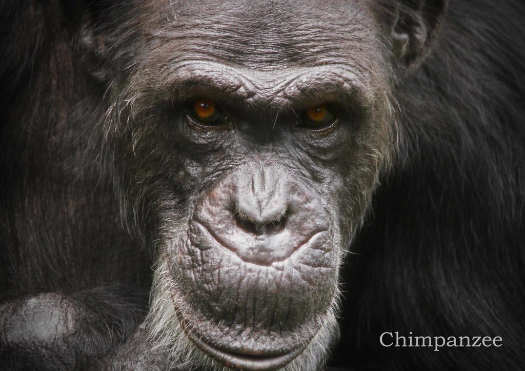 チンパンジー