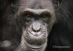 チンパンジー
